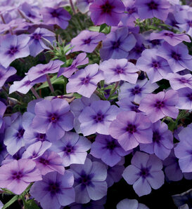 Southern Blaze® Blueberry - Phlox drummondii
