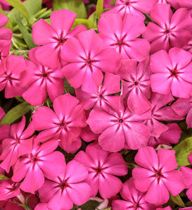Southern Blaze® Bright Pink - Phlox drummondii
