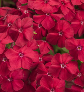 Southern Blaze® Red Hot - Phlox drummondii
