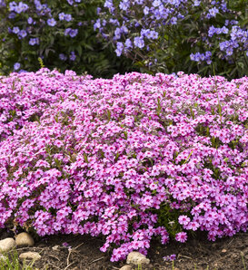 'Eye Caramba' - Creeping Phlox, Moss Pinks - Phlox subulata