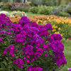 Luminary® 'Ultraviolet' - Tall Garden Phlox - Phlox paniculata