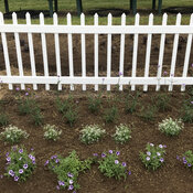 Thumbnail of Landscape: picket_fence_newly_planted.jpg
