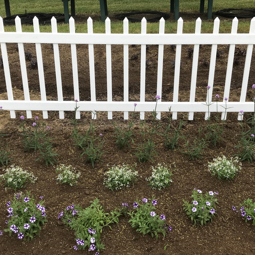 Landscape: picket_fence_newly_planted.jpg