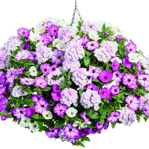 Hanging Basket: Pink Parrot