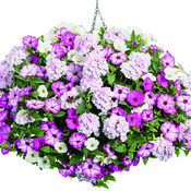 Thumbnail of Hanging Basket: Pink Parrot