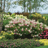 Pinky Winky® - Panicle Hydrangea - Hydrangea paniculata