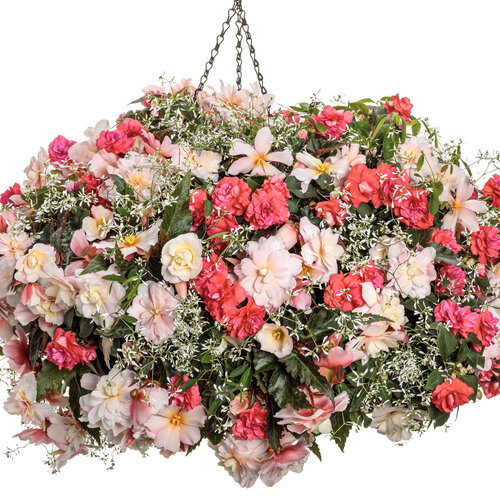 Hanging Basket: Double Delight® Appleblossom II - Begonia t