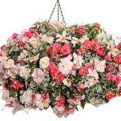 Thumbnail of Hanging Basket: Double Delight® Appleblossom II - Begonia t