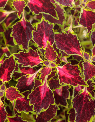 Coleus Annual