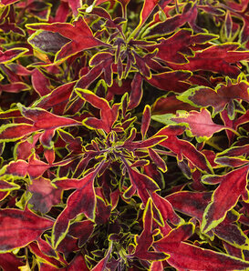 ColorBlaze® Mini Me™ Watermelon - Coleus scutellarioides