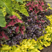 Thumbnail of Landscape: plum_dandy_with_caladium_06.jpg