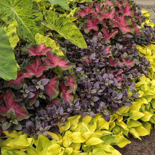 Landscape: plum_dandy_with_caladium_06.jpg