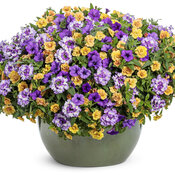Thumbnail of Patio Container: 2024 National Recipe