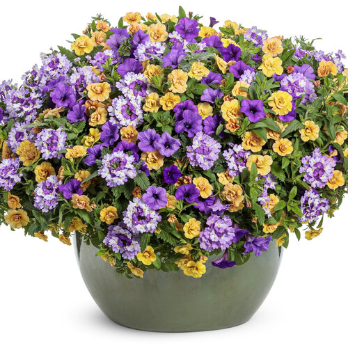 Patio Container: 2024 National Recipe