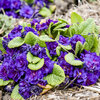 Bouquet Perfect™ 'Violetta' - Primrose - Primula vulgaris