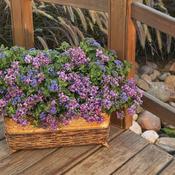 Thumbnail of Patio Container: proven-9-24-013-set-4-a-1.jpg