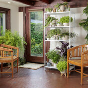 Thumbnail of Indoor Planting Scenes: proven_accents_as_house_plants_03.jpg