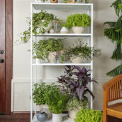 Thumbnail of Indoor Planting Scenes: proven_accents_as_house_plants_10.jpg