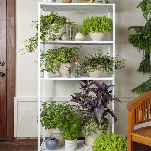 Indoor Planting Scenes: proven_accents_as_house_plants_10.jpg