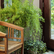 Thumbnail of Scenes: proven_accents_as_house_plants_21.jpg