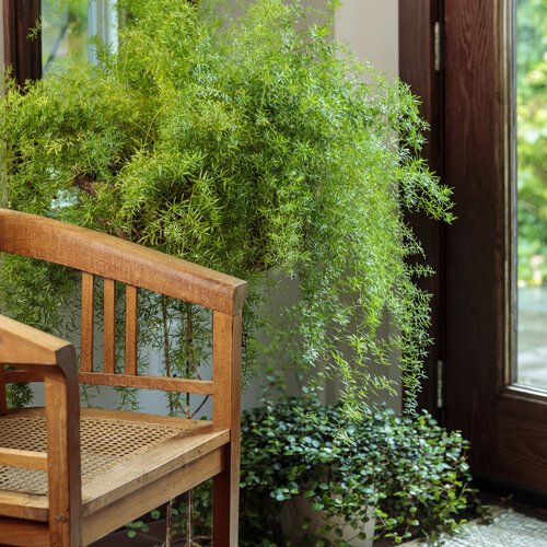 Scenes: proven_accents_as_house_plants_21.jpg