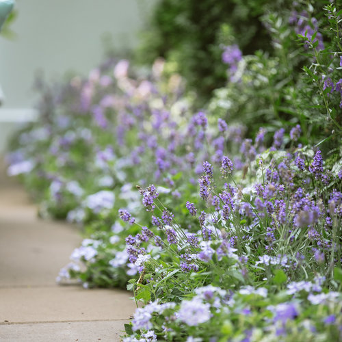 Landscape: proven_winners_outdoor_bed_shoot-0050.jpg