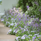 Thumbnail of Landscape: proven_winners_outdoor_bed_shoot-0050.jpg