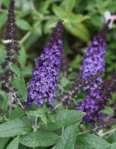 Buddleia Shrub