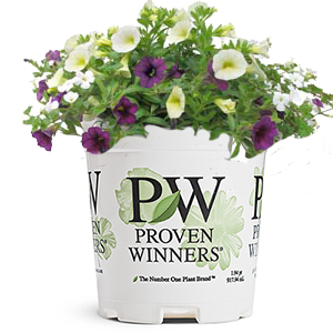 pw_1qt_flowers