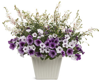 Lucky Lavender