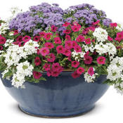 Thumbnail of Patio Container: pwcombo9-19f04.jpg