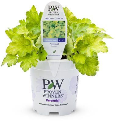1 Quart Perennial