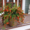 Berry Box® - xPyracomeles sp.