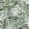 Silver Bullet® - Wormwood - Artemisia stelleriana