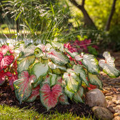 Thumbnail of Landscape: rain_garden_007.jpg