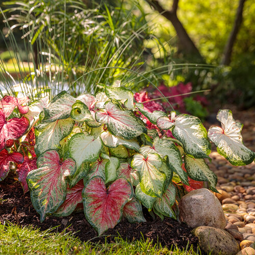 Landscape: rain_garden_007.jpg