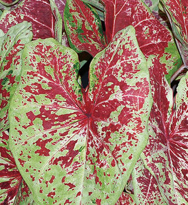 Heart to Heart® 'Raspberry Moon' - Shade Caladium - Caladium hortulanum