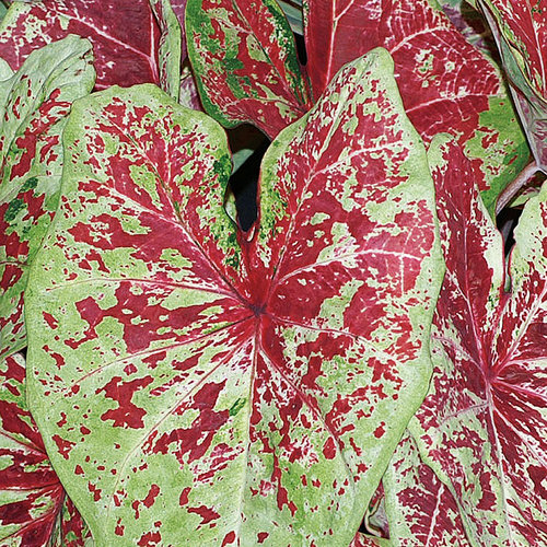 Raspberry Moon caladium