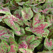 Thumbnail of Close-up: raspberry_moon_close_up_4.jpg