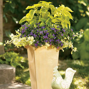Thumbnail of Patio Container: Razzle Dazzle Combination
