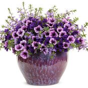 Thumbnail of Patio Container: reaching_the_pinnacle.jpg