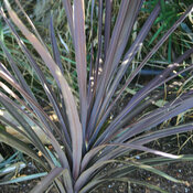 Thumbnail of 'Red Sensation' - False Dracaena - Cordyline australis
