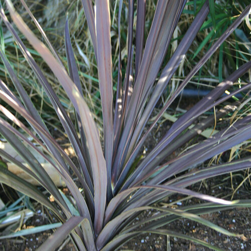 'Red Sensation' - False Dracaena - Cordyline australis