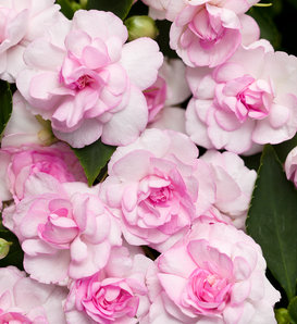 Rockapulco® Appleblossom - Double Impatiens - Impatiens walleriana