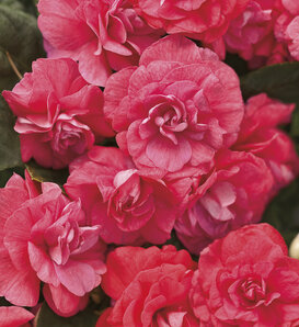 Rockapulco® Coral Reef - Double Impatiens - Impatiens walleriana
