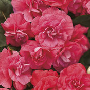 Thumbnail of Rockapulco® Coral Reef - Double Impatiens - Impatiens walleriana