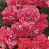 Rockapulco® Coral Reef - Double Impatiens - Impatiens walleriana