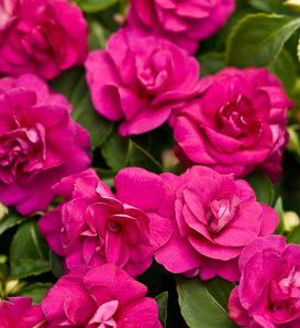 Rockapulco® Purple II - Double Impatiens - Impatiens walleriana