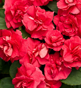 Rockapulco® Red - Double Impatiens - Impatiens walleriana