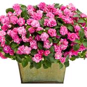 Thumbnail of Beauty Shot: Dropped - Rockapulco® Rose